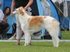 WERA Tsar Borzois (Sylvan Seabury Virago x Uliia Tsar Borzois)