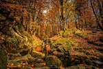 Autumn at Cloughlea October 2018