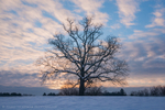 Winter Oak