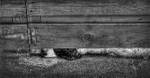 Under the Fence