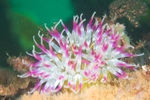 Urticina felina