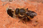 O. leaiana (f)