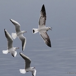 Audouin's Gull (Larus audouinii) 2W