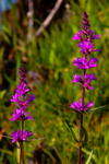 purple loosestrife Lythrum salicaria-8301