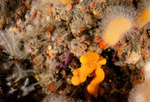 Marine wall with hydriods and bryzoans attracts sea slugs 2