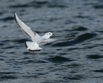 Bonaparte's Gull takes off, Farmoor Reservoir