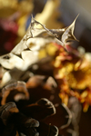 Flowers Set 11 - 11