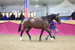 Class 901 - Supreme Final - IH Diamond portfolio