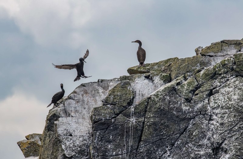 European Shag - Isle of Skye - Scotland