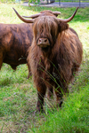 Highland Cow - DSC_8856