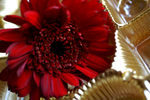 Flowers Set 05 - 20