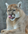 Cougar