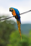 Blue-and-Yellow Macaw portfolio