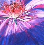 purple haze