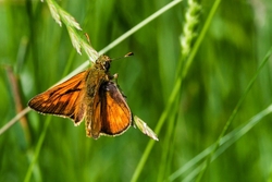 Large Skipper