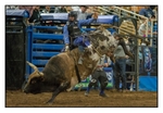 Bull Riding 3