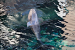 Dolphins 3