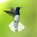 White-necked Jacobin (male) hovering, Panama