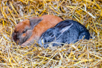 Domestic rabbit Oryctolagus cuniculus-9903