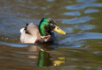 Mallard