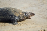 Atlantic Grey Seal