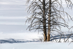 lamar Valley shadows