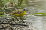 Blue-headed Yellow Wagtail