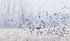 BLACKBIRD FLOCK IN SNOW #2 - LONG POINT BEACH