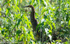 Rufescent tiger heron