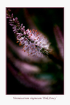 Veronicastrum virginicum 'Pink Fancy'