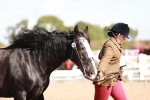 Class 404 - IH Traditional - Native Cob portfolio