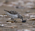 Sanderling