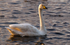 Whooper Swan