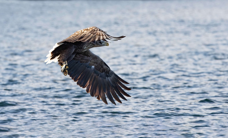 White Tailed Eagle - Isle of Mull - Scotland
