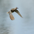Garganey (drake) flying, Stratfield Brake, Oxfordshire