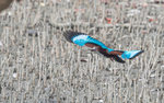 White-throated Kingfisher