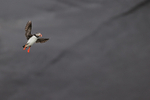Puffin landing, wings spread, black volcanic sand background, Iceland