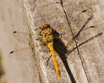 20080810-013
