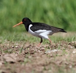 Oystercatcher