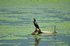 Cormorant