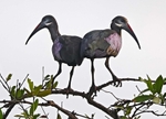 Hadada Ibis