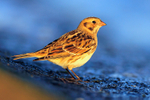 Lapland Bunting portfolio