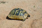 Hermann's Tortoise