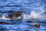 Cape Fur Seal attacks Ray, False Bay, South Africa