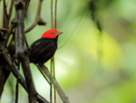 Red-capped Manakin portfolio