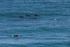 Dolphins with surfers 1