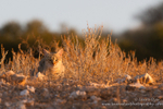 African wildcat on ridge