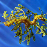 Seahorse - Monterey Aquarium