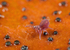 Dicyrtoma fusca