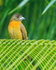 Cherrie's Tanager (female), Casa Corcovado, Costa Rica